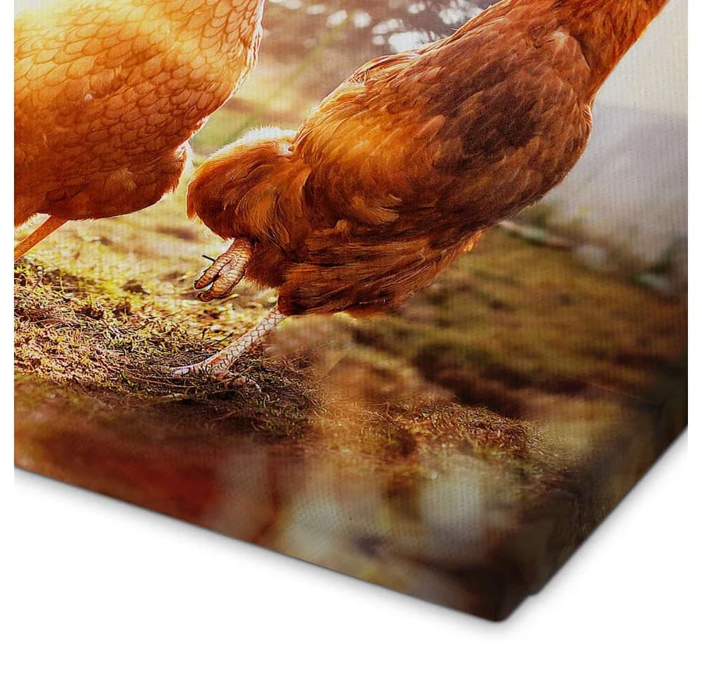 Posterlounge Leinwandbild Hühner auf dem Laufsteg Gabi Stickler - Bild 3