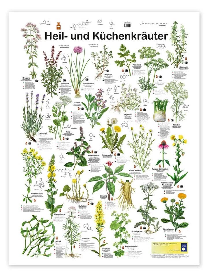Posterlounge Wandbild Heil- und Küchenkräuter Poster Bunt - Bild 2