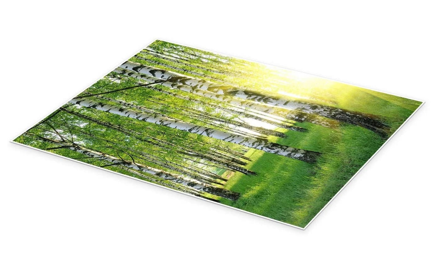 Posterlounge Poster Birken im Sommerwald Grün Kunstdruck