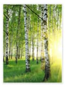 Posterlounge Poster Birken im Sommerwald Grün Kunstdruck Bild 2
