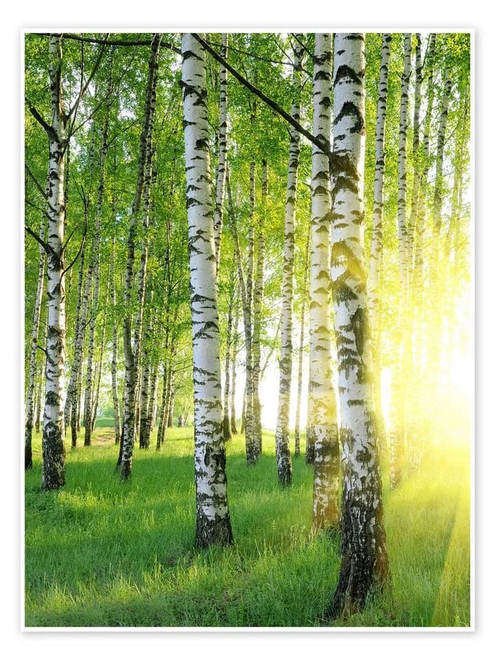 Posterlounge Poster Birken im Sommerwald Grün Kunstdruck - Bild 2