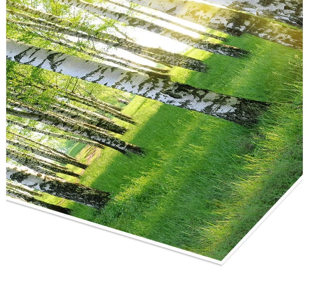 Posterlounge Poster Birken im Sommerwald Grün Kunstdruck - Bild 3