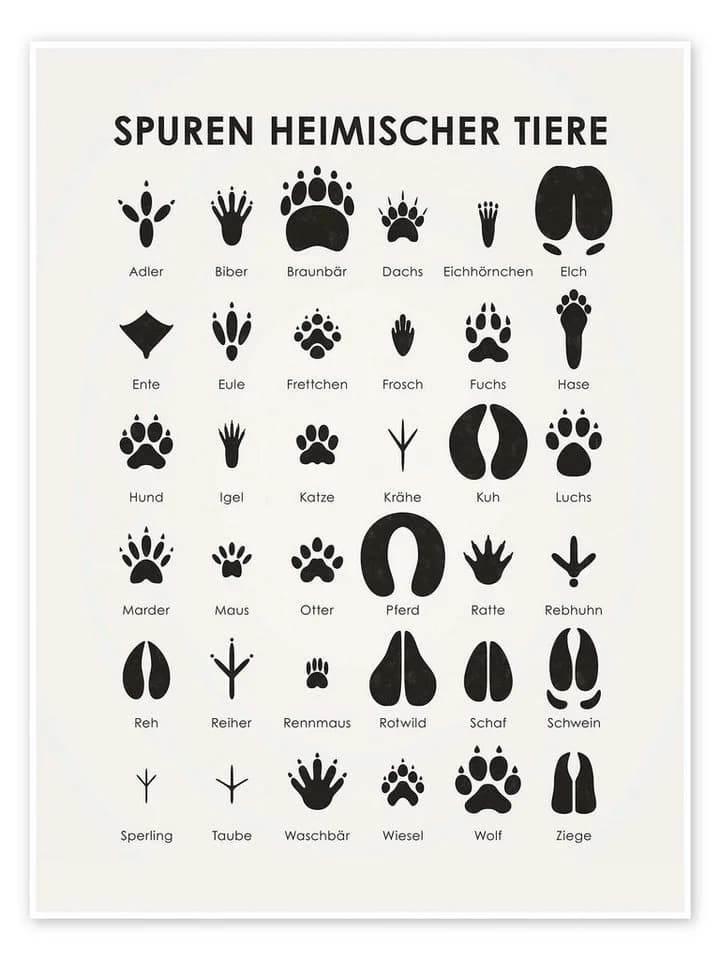 Posterlounge Wandbild Spuren heimischer Tiere I Iris Luckhaus - Bild 2