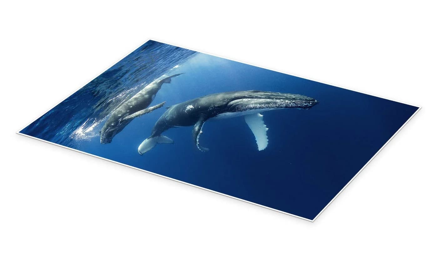 Posterlounge Wandbild Buckelwale Poster Blau