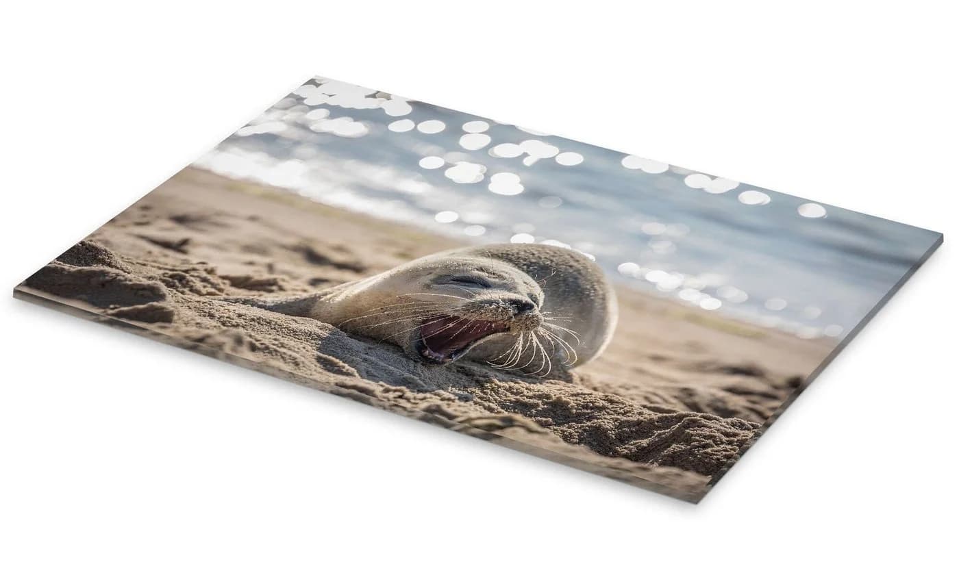 Posterlounge Acrylglasbild Junge Robbe am Strand auf Sylt