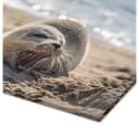 Posterlounge Acrylglasbild Junge Robbe am Strand auf Sylt Bild 3