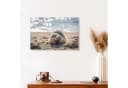 Posterlounge Acrylglasbild Junge Robbe am Strand auf Sylt Bild 4