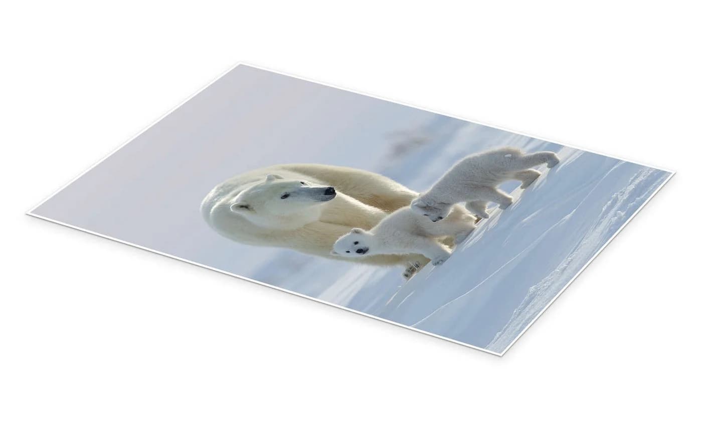 Posterlounge Wandbild Polarbär und Jungtiere Poster