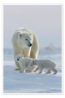 Posterlounge Wandbild Polarbär und Jungtiere Poster Bild 2
