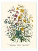 Posterlounge Wandbild Vergissmeinnicht und Hahnenfuß 1842 Poster Bild 2