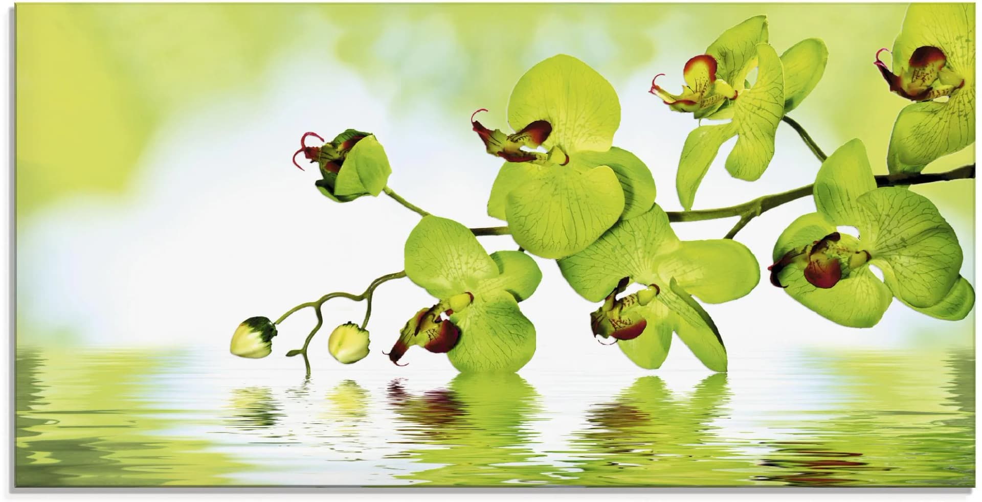 Artland Glasbild Schöne Orchidee mit grünem Hintergrund
