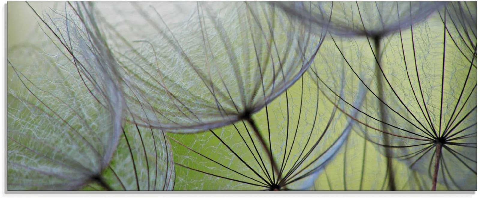 Artland Glasbild Pusteblumen-Samen II Blumen