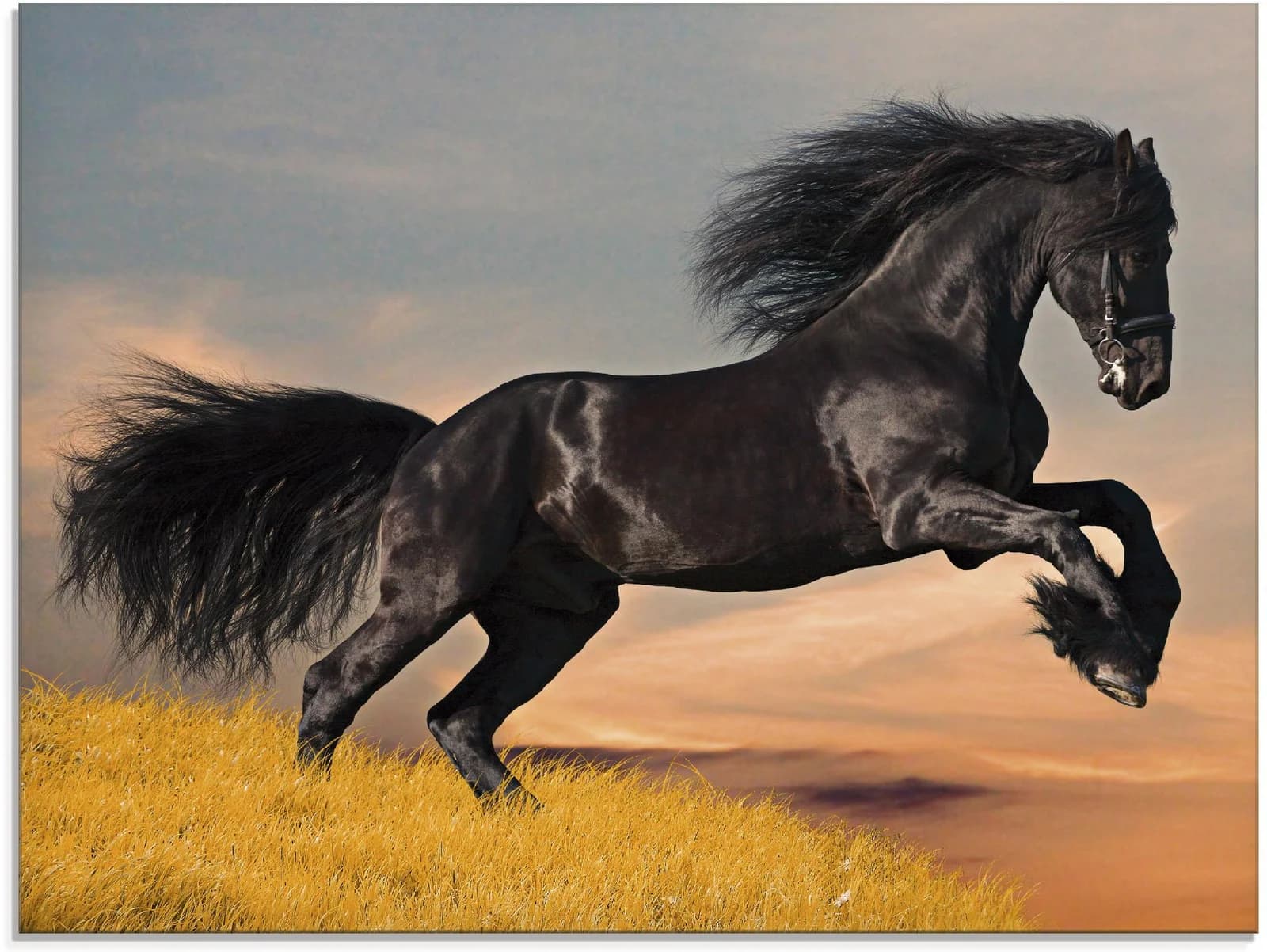 ARTLAND Glasbild Friesischer Hengstgalopp Schwarz