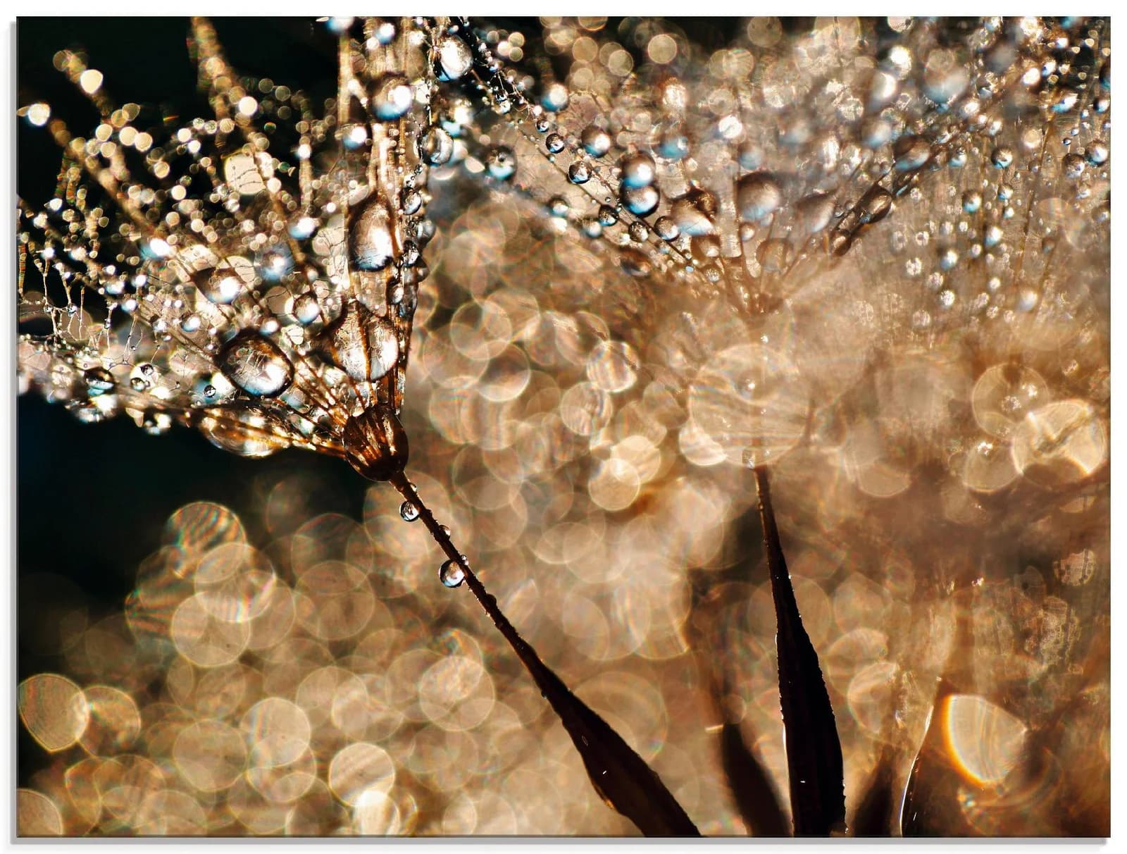 ARTLAND Glasbild Pusteblume Goldschimmer Gold 60x45 cm