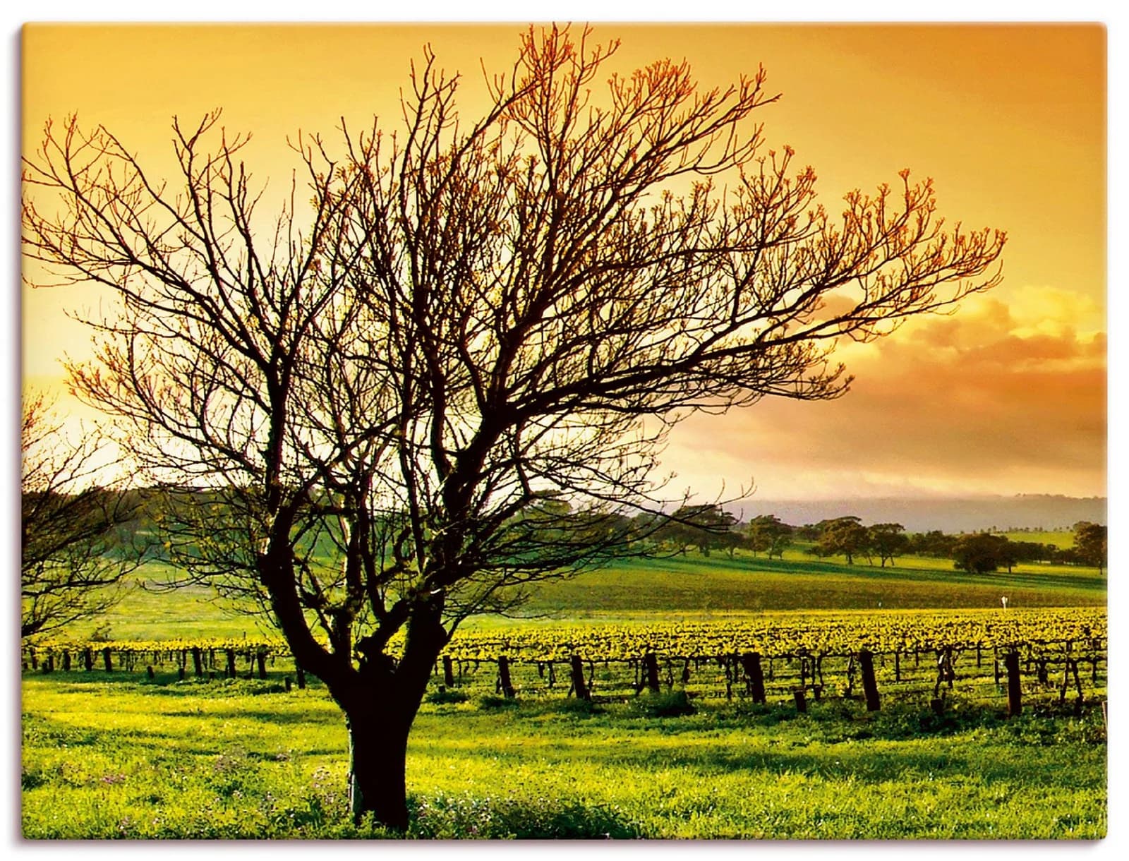 ARTLAND Leinwandbild Landschaft mit Weinbergen Orange