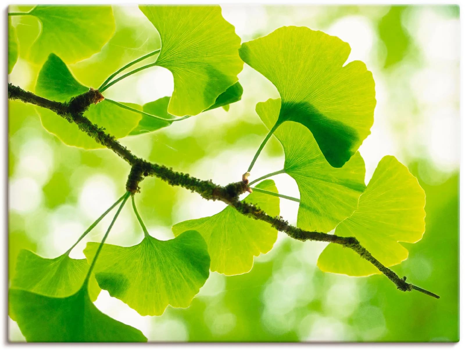 ARTLAND Wandbild Ginkgo Leinwand grün 120x90 cm