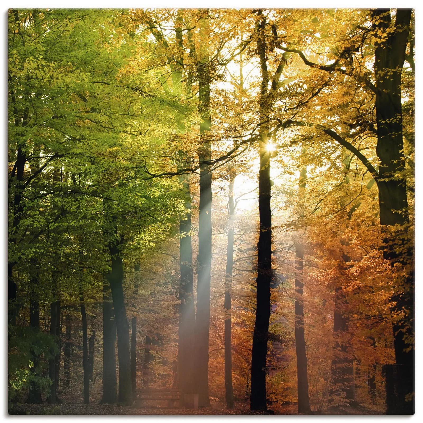 ARTLAND Leinwandbild Wald Motiv Braun 50x50 cm