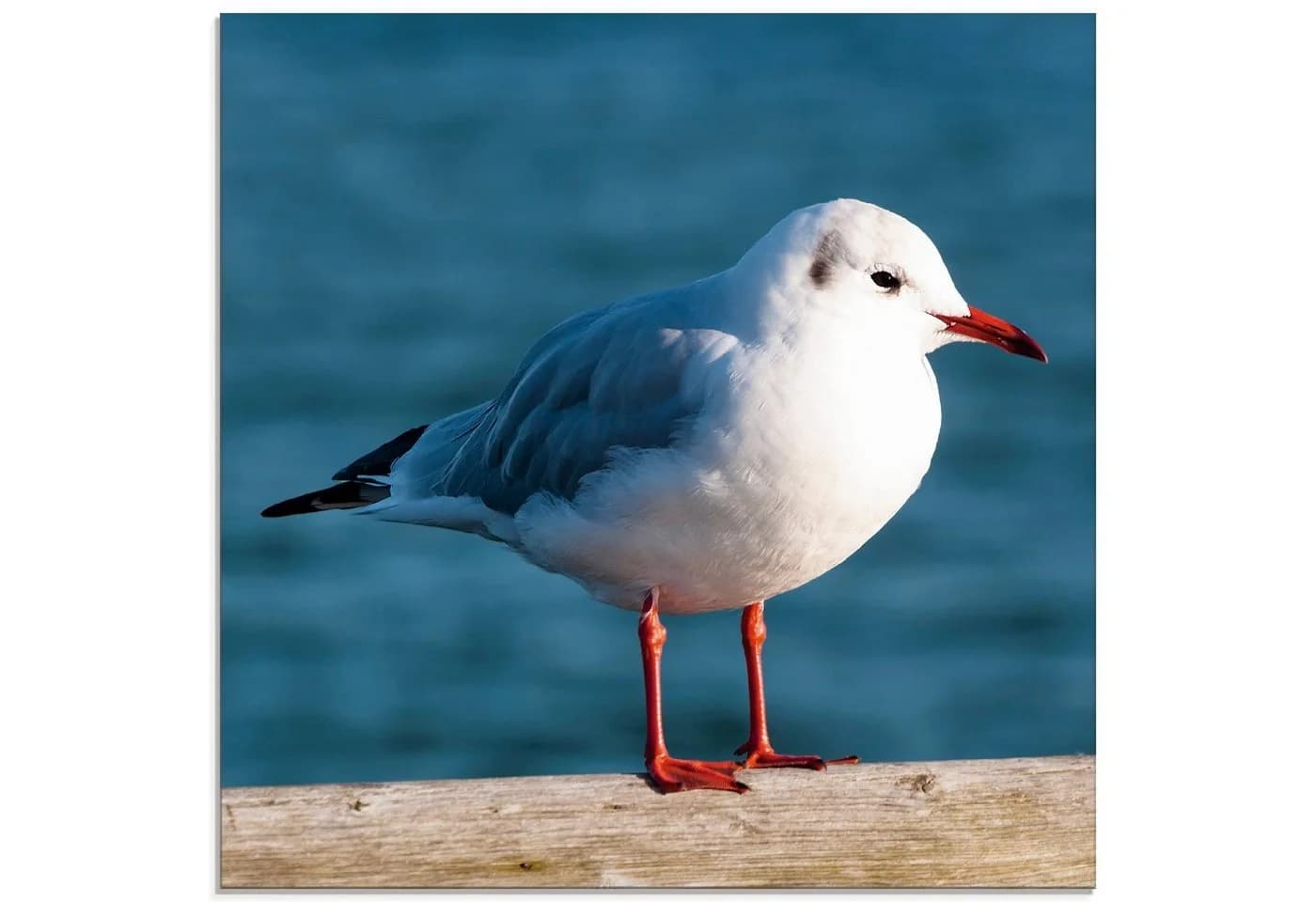 Artland Glasbild Möwe Vögel in verschiedenen Größen - Bild 2