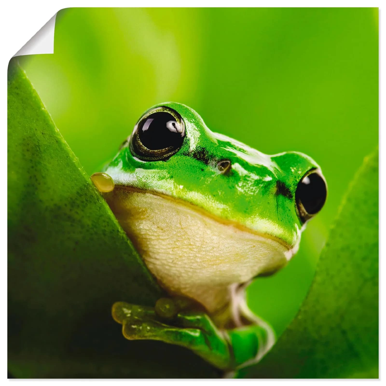 ARTLAND Wandbild Ausspähender Frosch Grün 50x50 cm Leinwand
