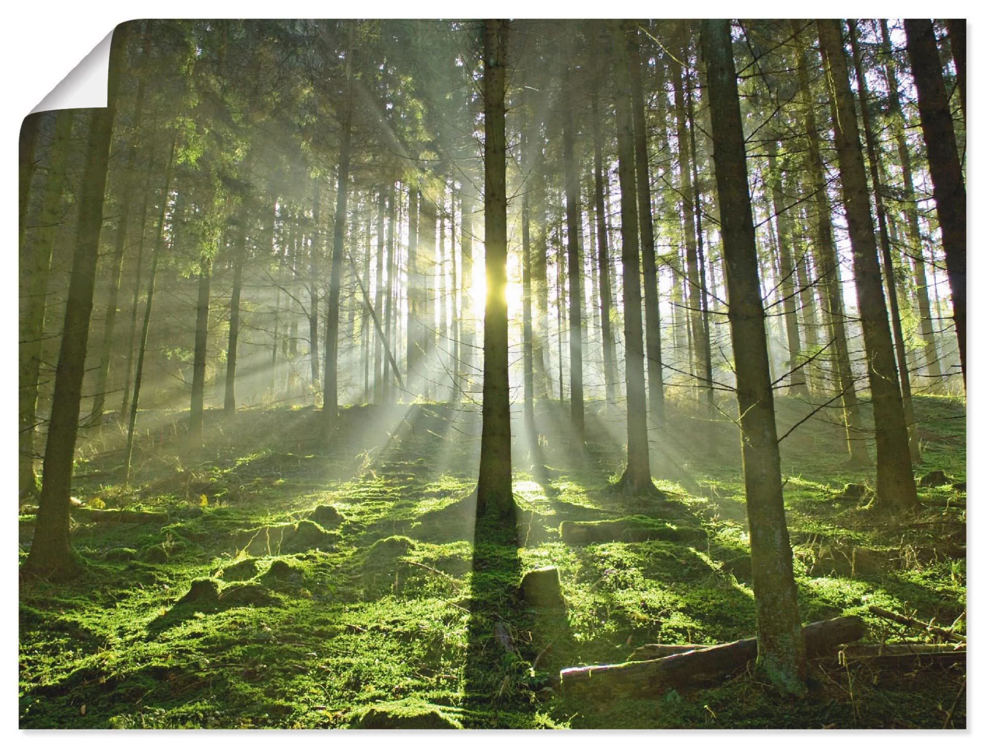 Wandbild Wald im Gegenlicht Grün Leinwandbild ARTland