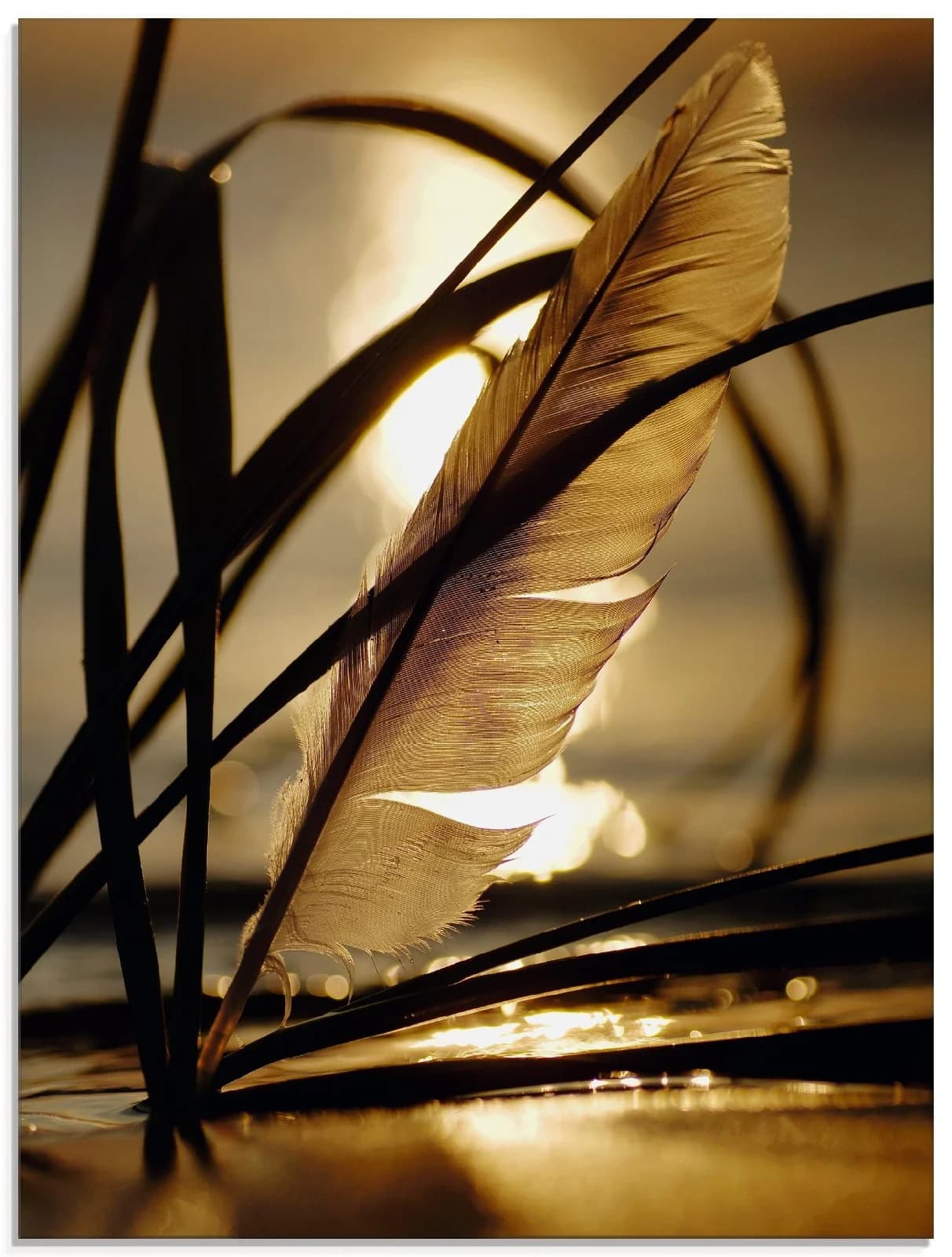 ARTLAND Glasbild "Feder im Abendlicht" Gold 60x80 cm