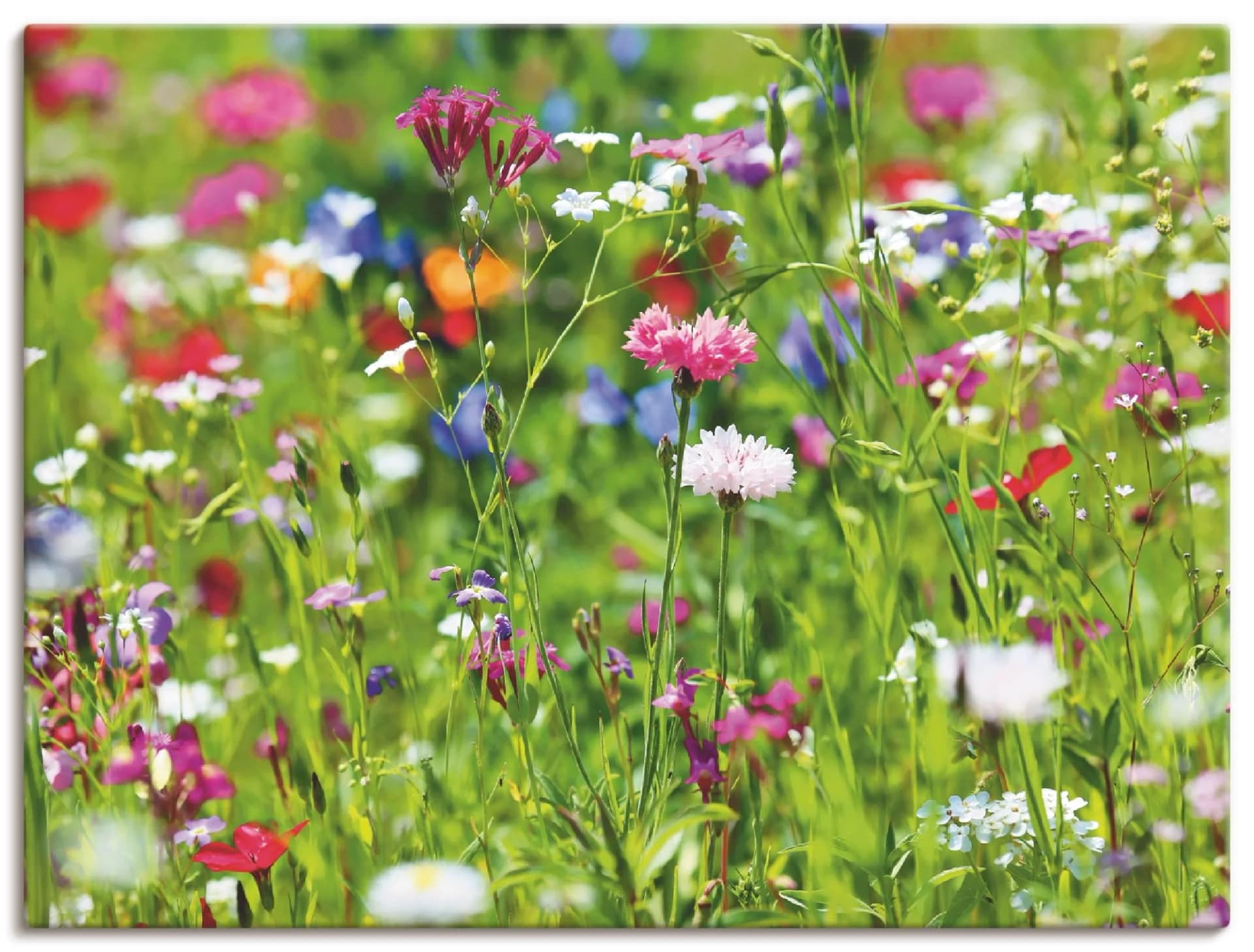 ARTLAND Wandbild Blumenwiese I Grün Leinwandbild 120x90 cm
