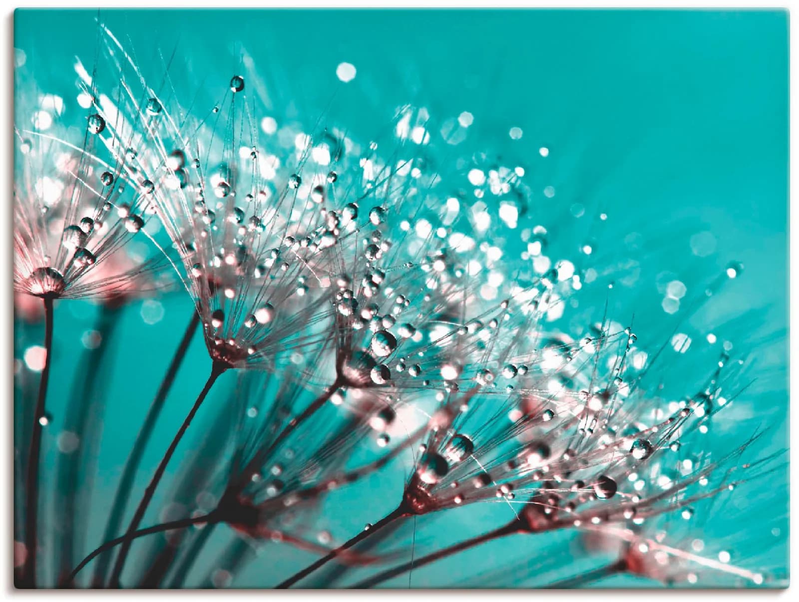 ARTLAND Leinwandbild Glitzernde Pusteblume I Blau