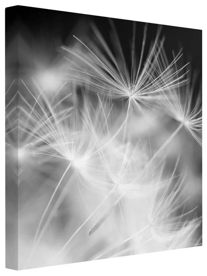 Bilderdepot24 Leinwandbild Pusteblumen Schwarz-Weiß Modern - Bild 2