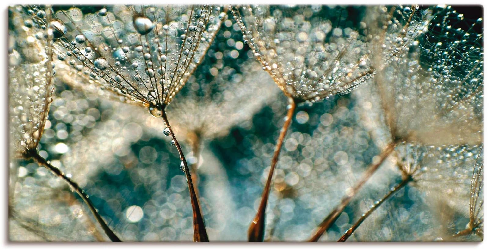 ARTLAND Leinwandbild Pusteblume Regenschauer Grau