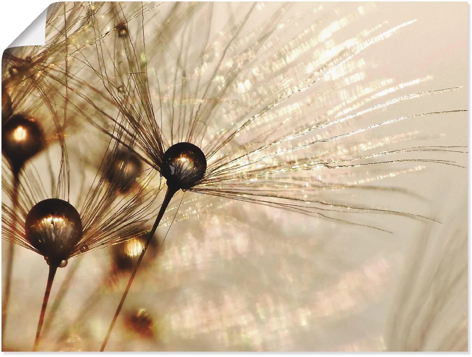 ARTLAND Wandbild Pusteblume Goldener Tropfen 80x60 cm Gold