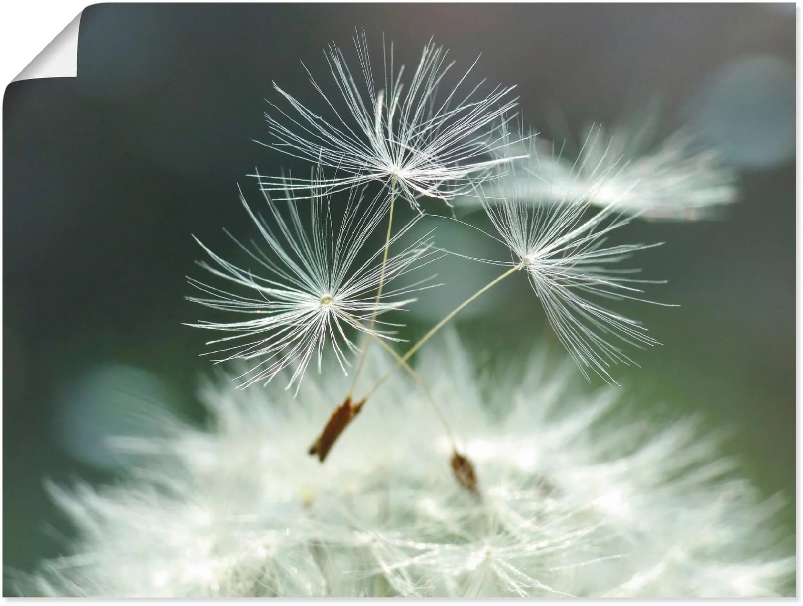 ARTLAND Wandbild Pusteblume Facility Weiß 40x30 cm Alubild Leinwand Poster