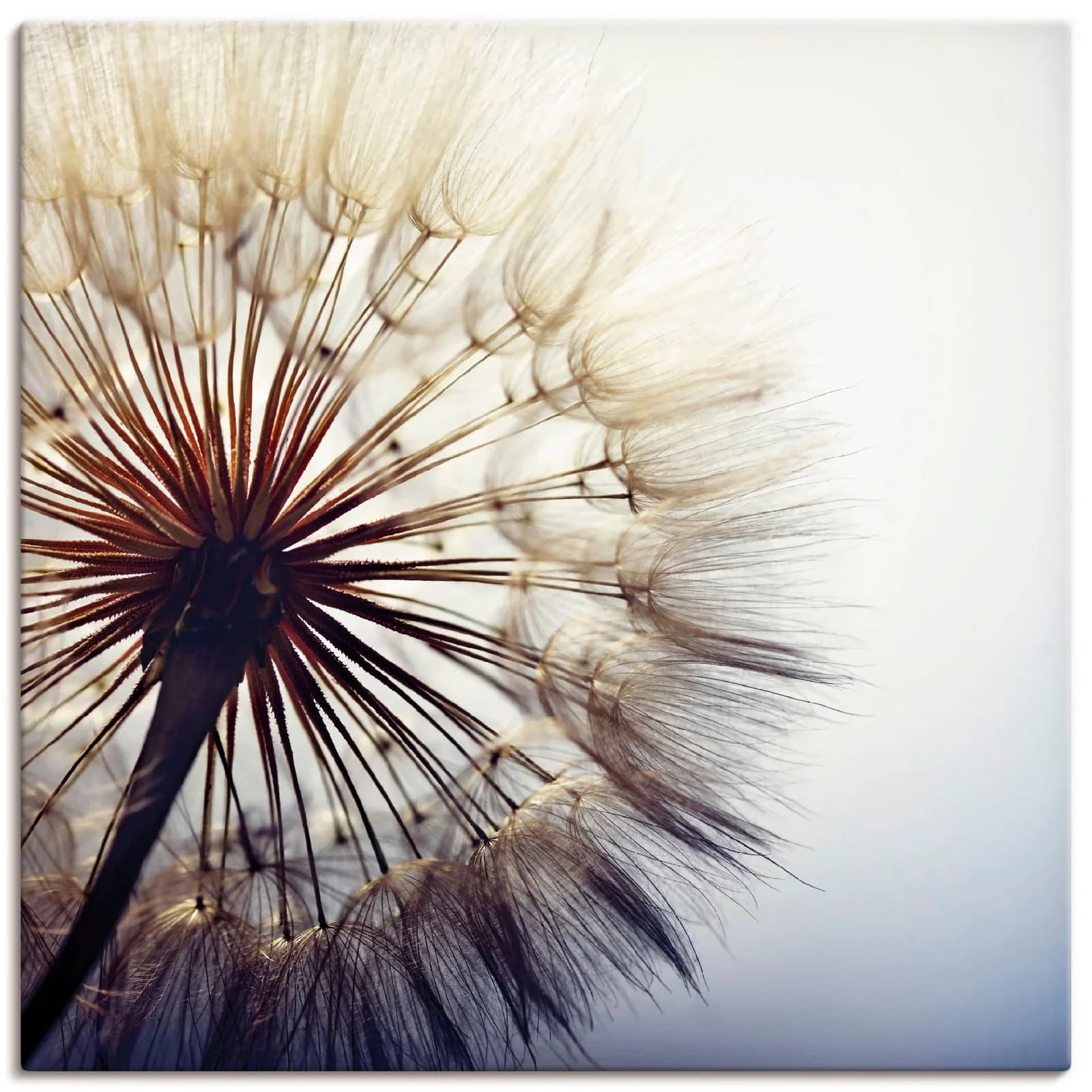 Wandbild ARTLAND Große Pusteblume Blau Leinwandbild