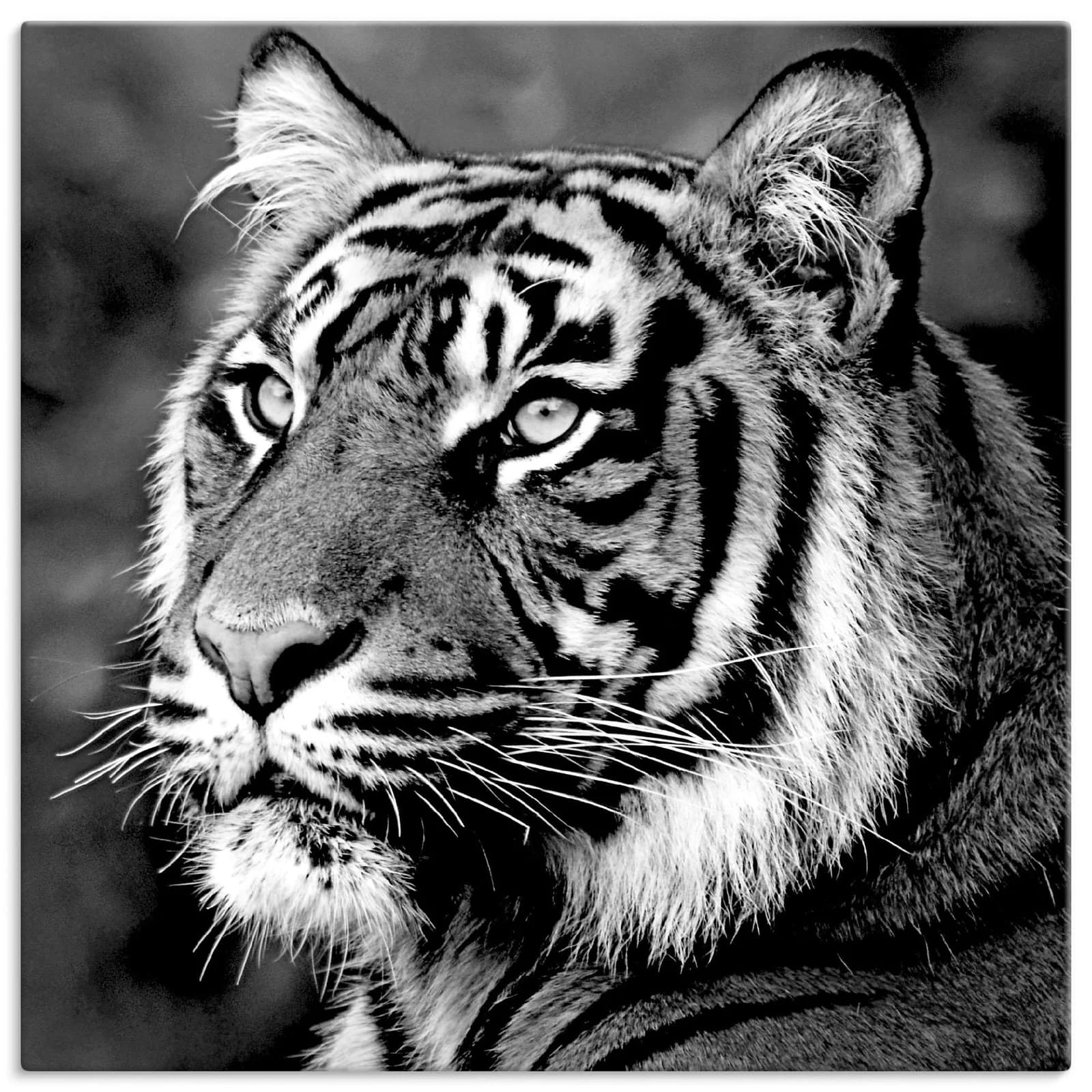 ARTLAND Leinwandbild Tiger Schwarz 30x30 cm