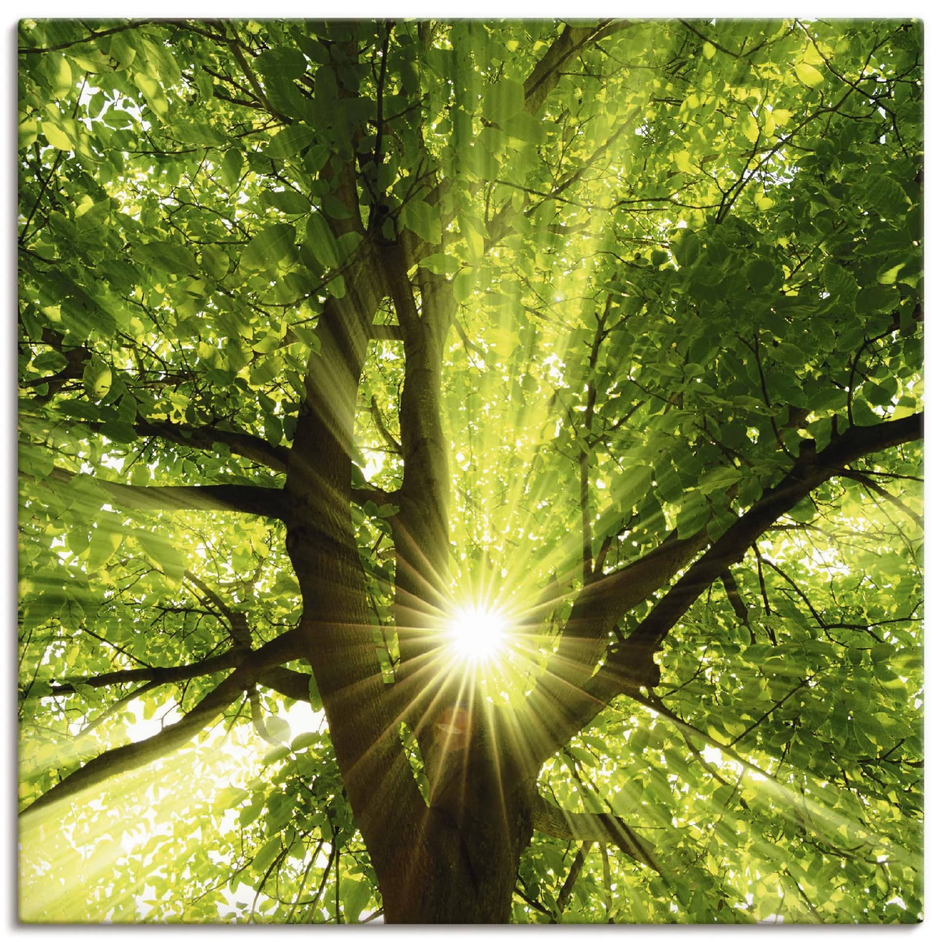 ARTLAND Wandbild Sonne strahlt explosiv durch den Baum Leinwandbild
