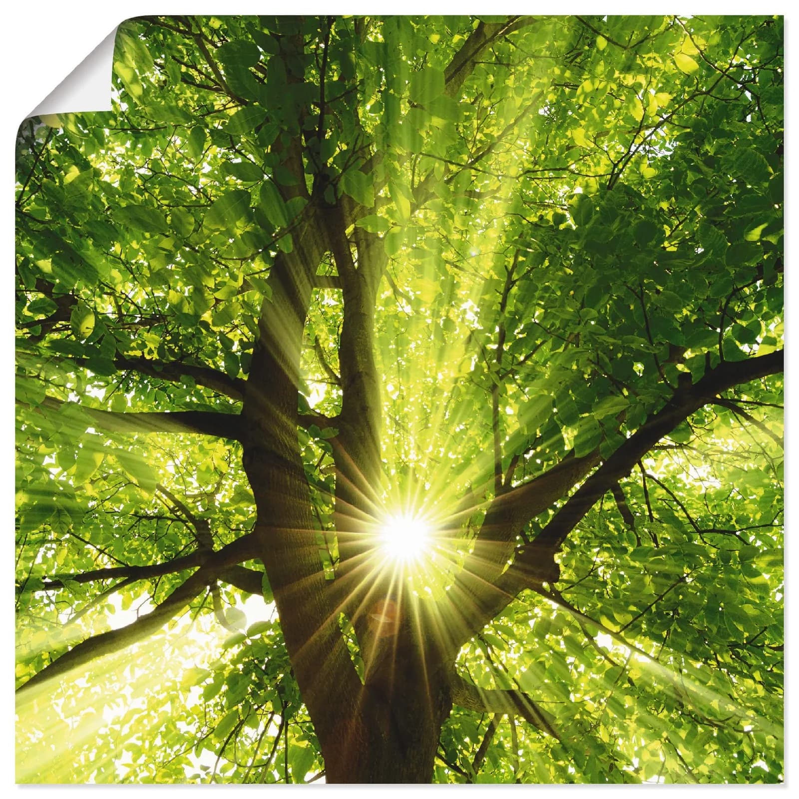 Artland Wandbild Sonne Strahlt Explosiv Durch Den Baum Grün Leinwandbild