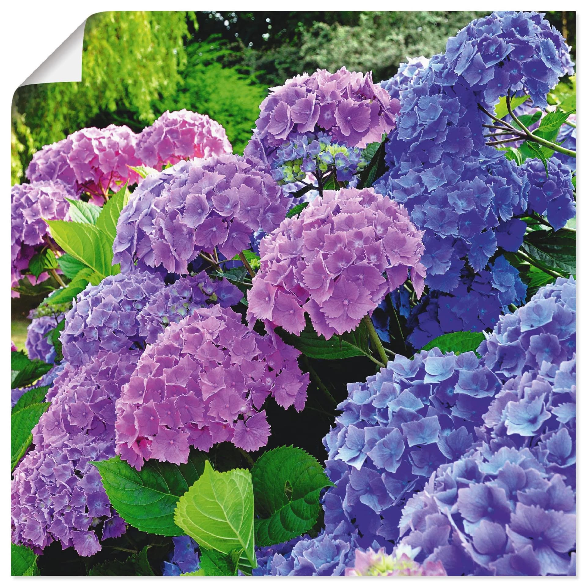 ARTLAND Wandbild Hortensien im Garten Lila 70x70 cm