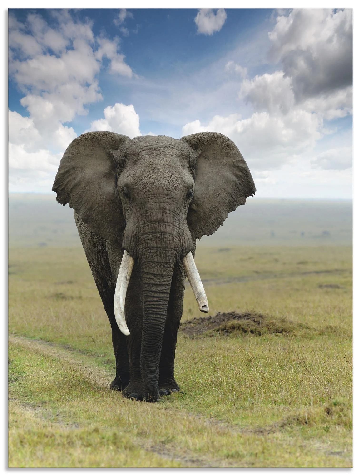 Wandbild ARTLAND Elefant Grün Alu-Dibond-Druck