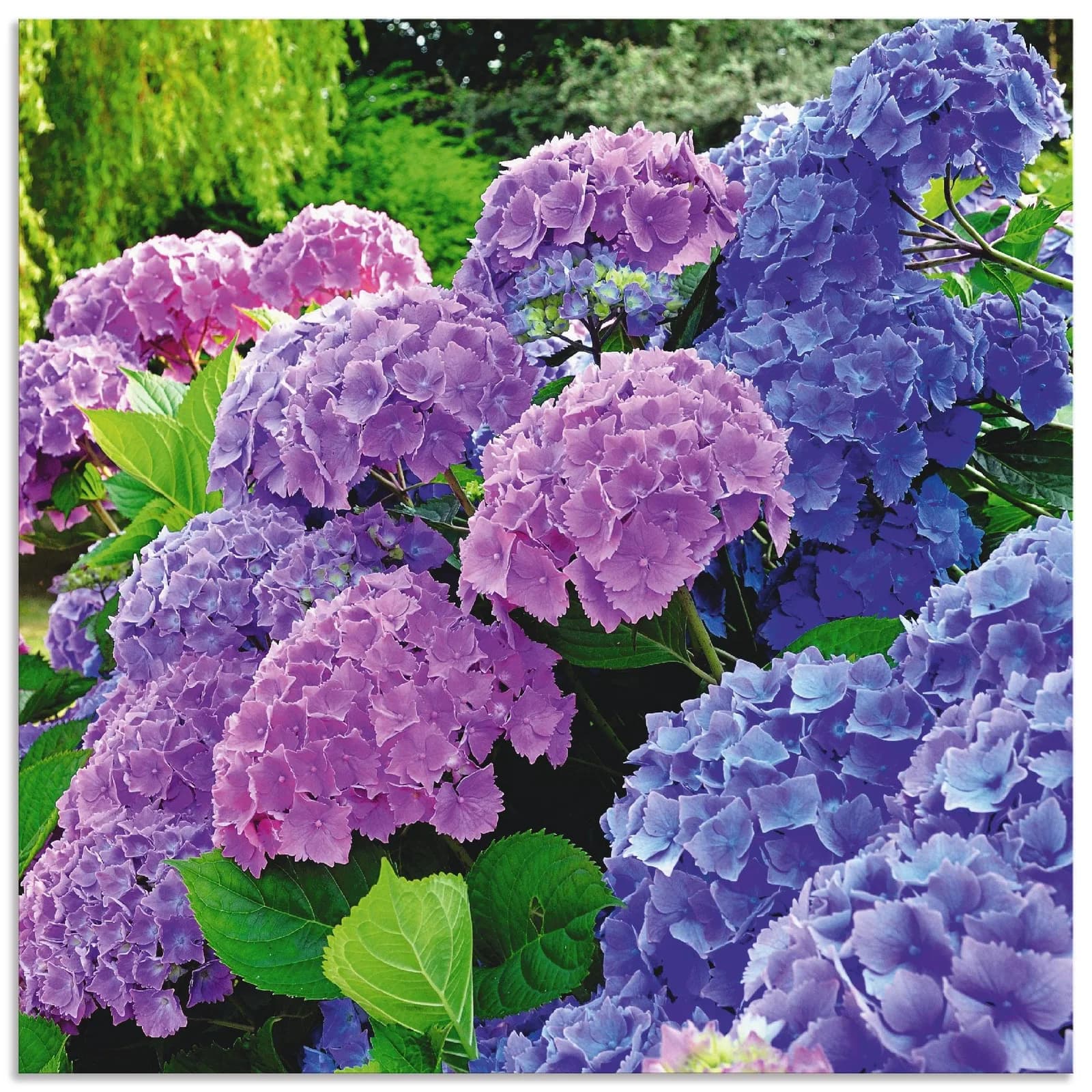ARTLAND Wandbild Hortensien im Garten Lila 40x40 cm