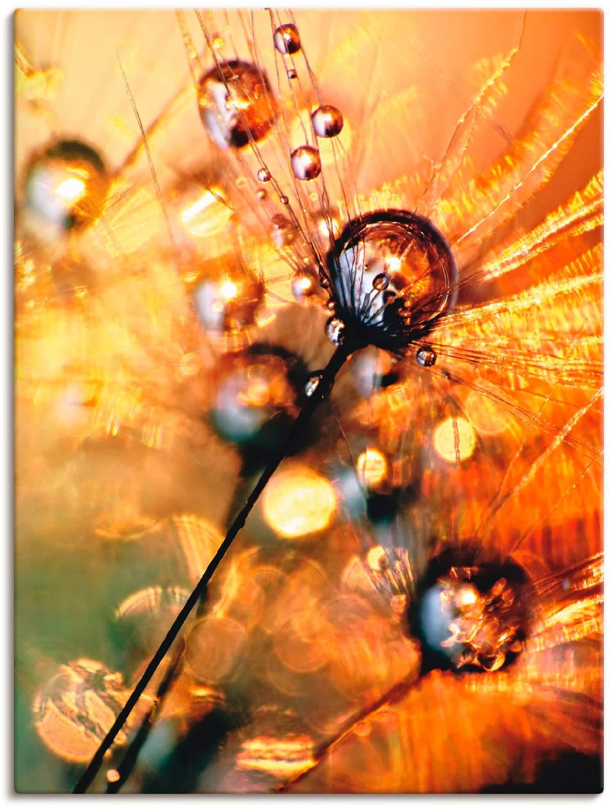 ARTLAND Leinwandbild Pusteblume Energy Orange