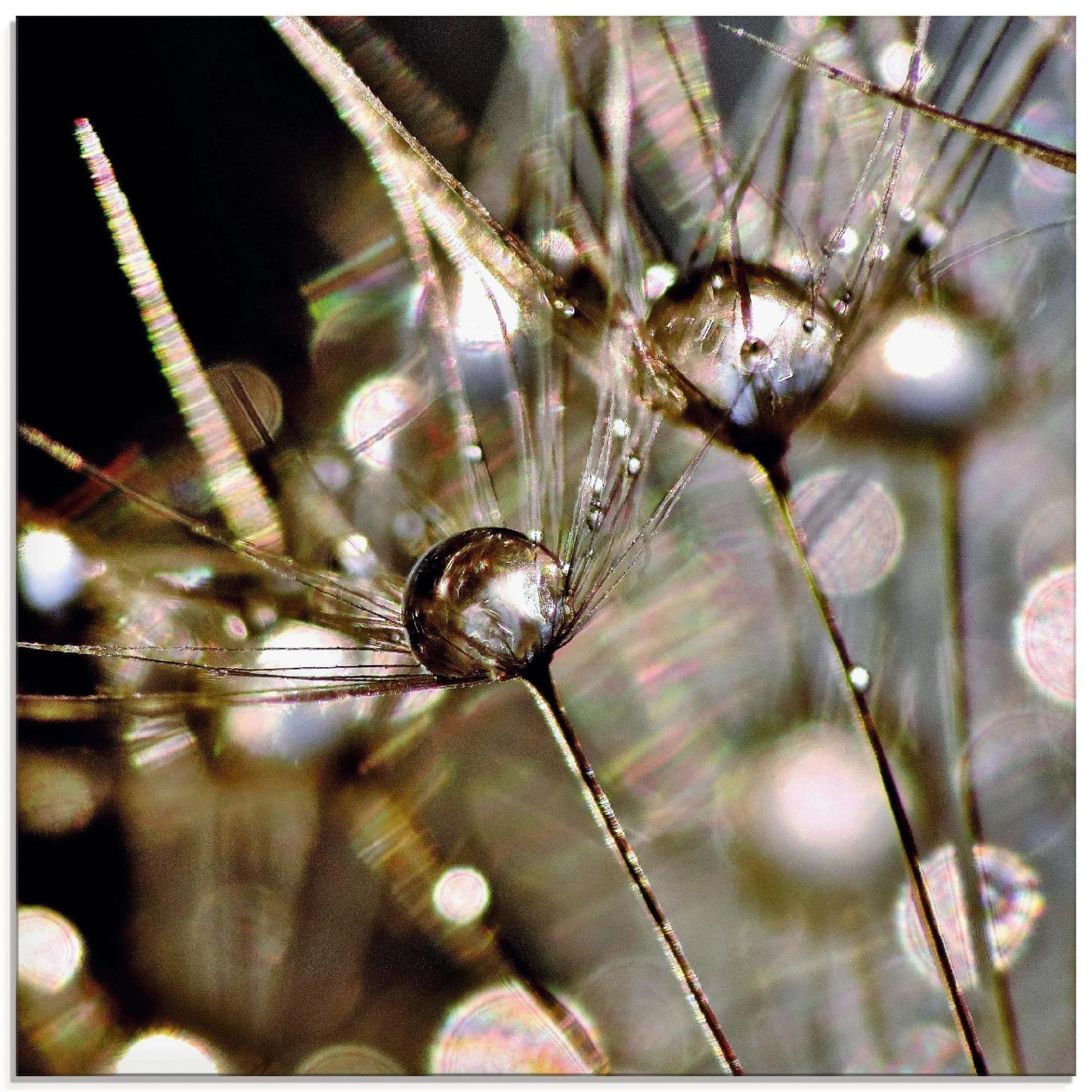 ARTLAND Glasbild Pusteblume Gold 50x50 cm