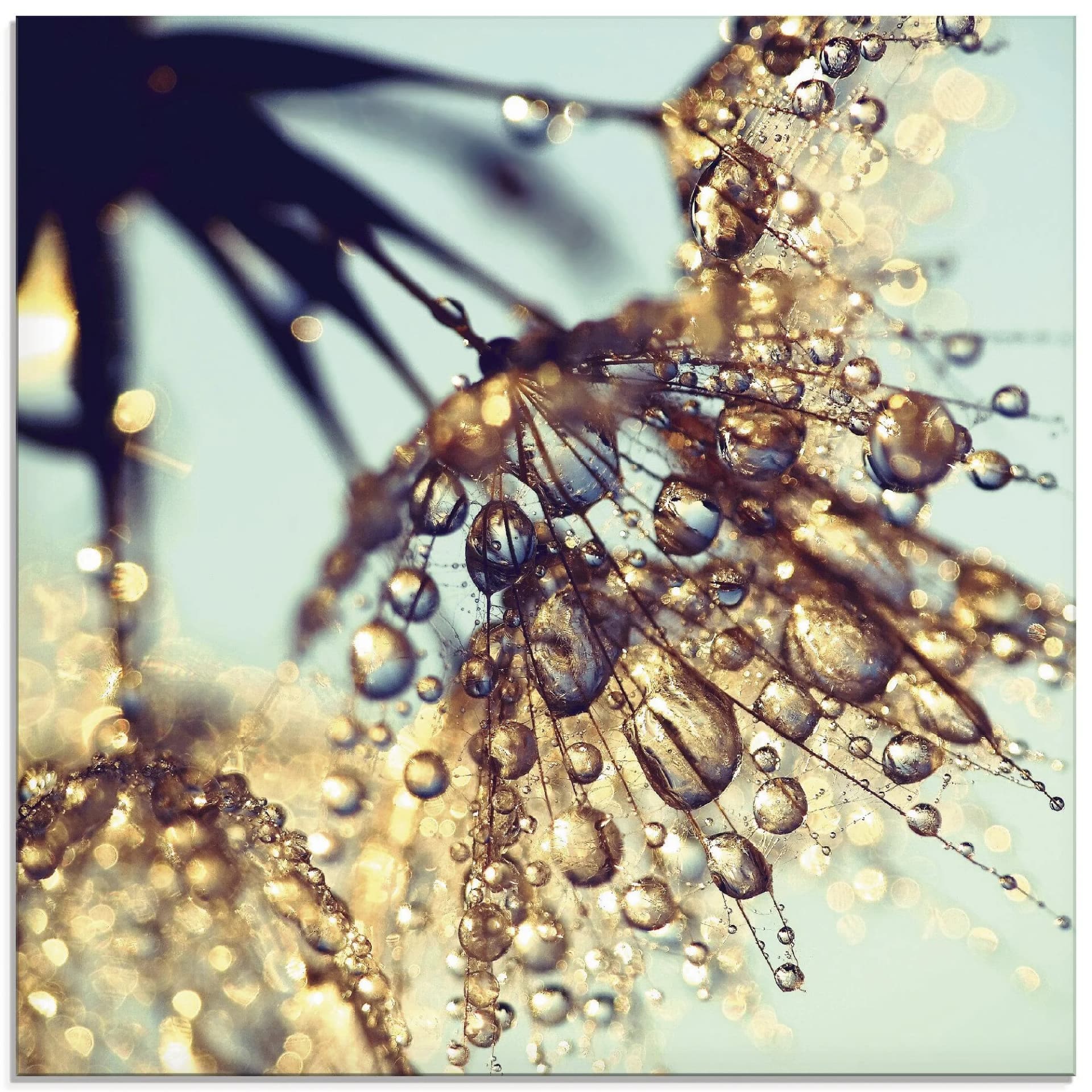 ARTLAND Glasbild Pusteblume Goldener Regen Blau 50x50 cm