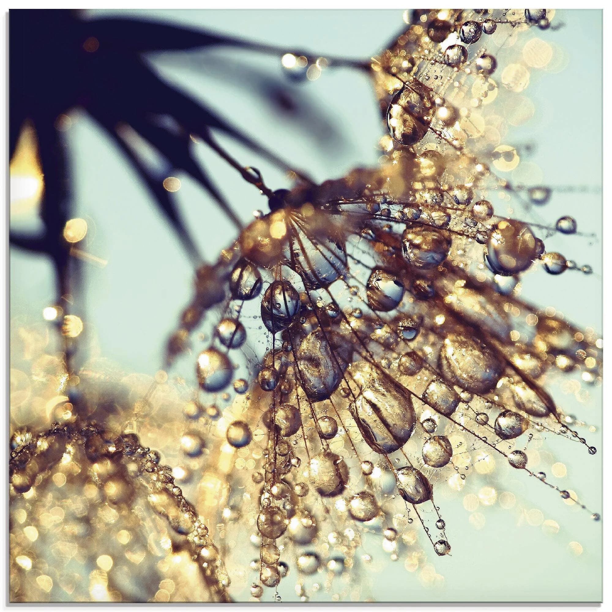 ARTLAND Glasbild Pusteblume Goldener Regen Blau 50x50 cm