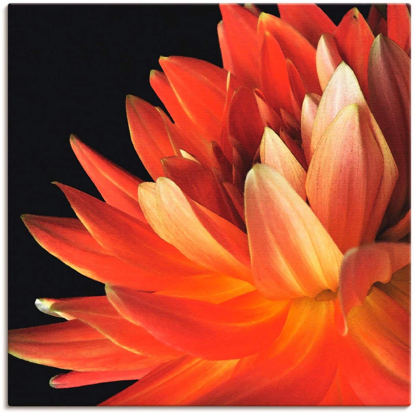 ARTLAND Leinwandbild Rote Dahlie Rot 30x30 cm