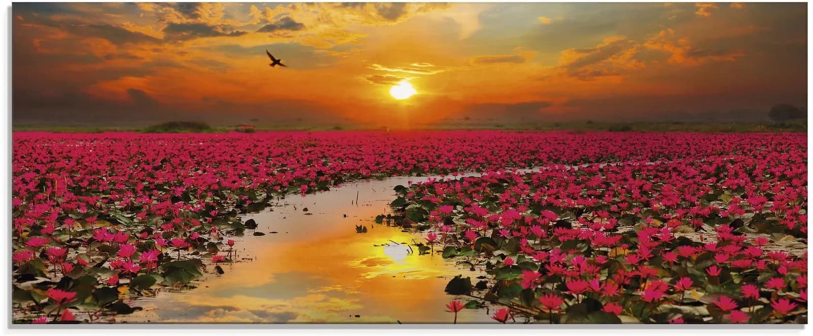 Glasbild ARTLAND "Sonnenschein blühende Lotusblume" Orange Blumen