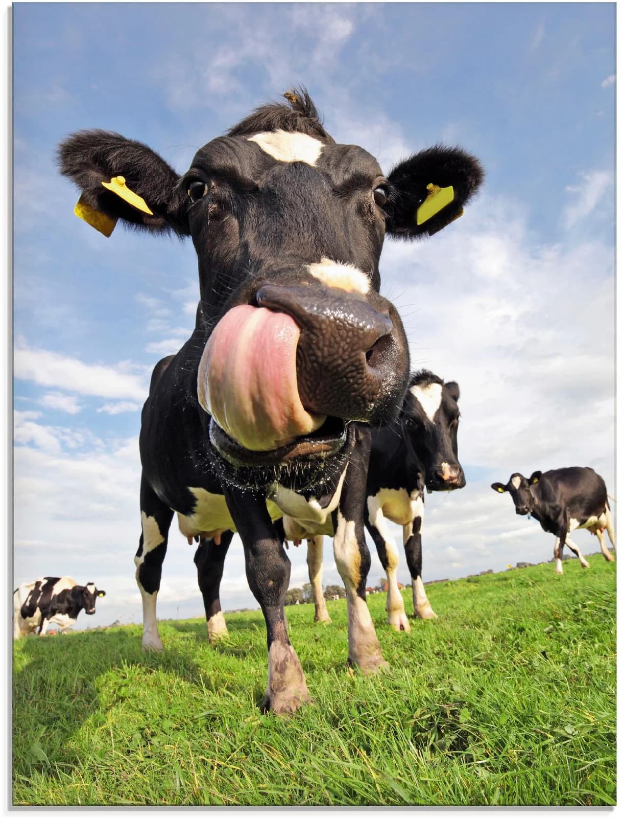 ARTLAND Glasbild Holstein-Kuh mit gewaltiger Zunge Blau