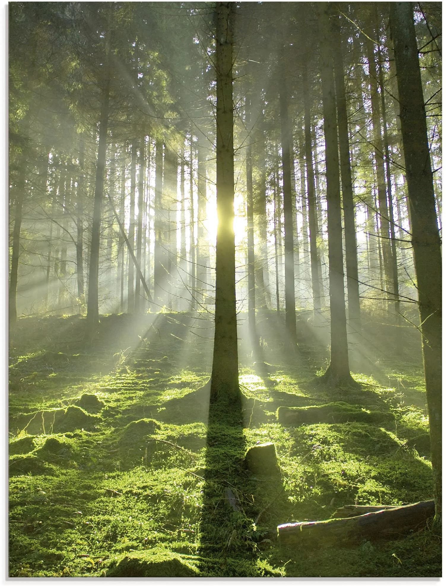 Artland Glasbild Wald im Gegenlicht Grün