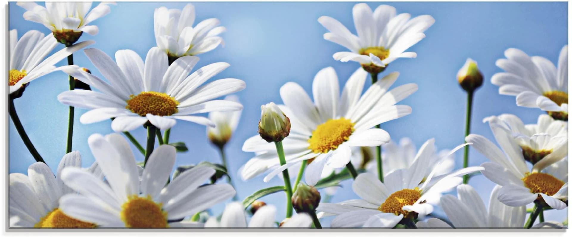 Glasbild ARTLAND Blumen - Margeriten Weiß