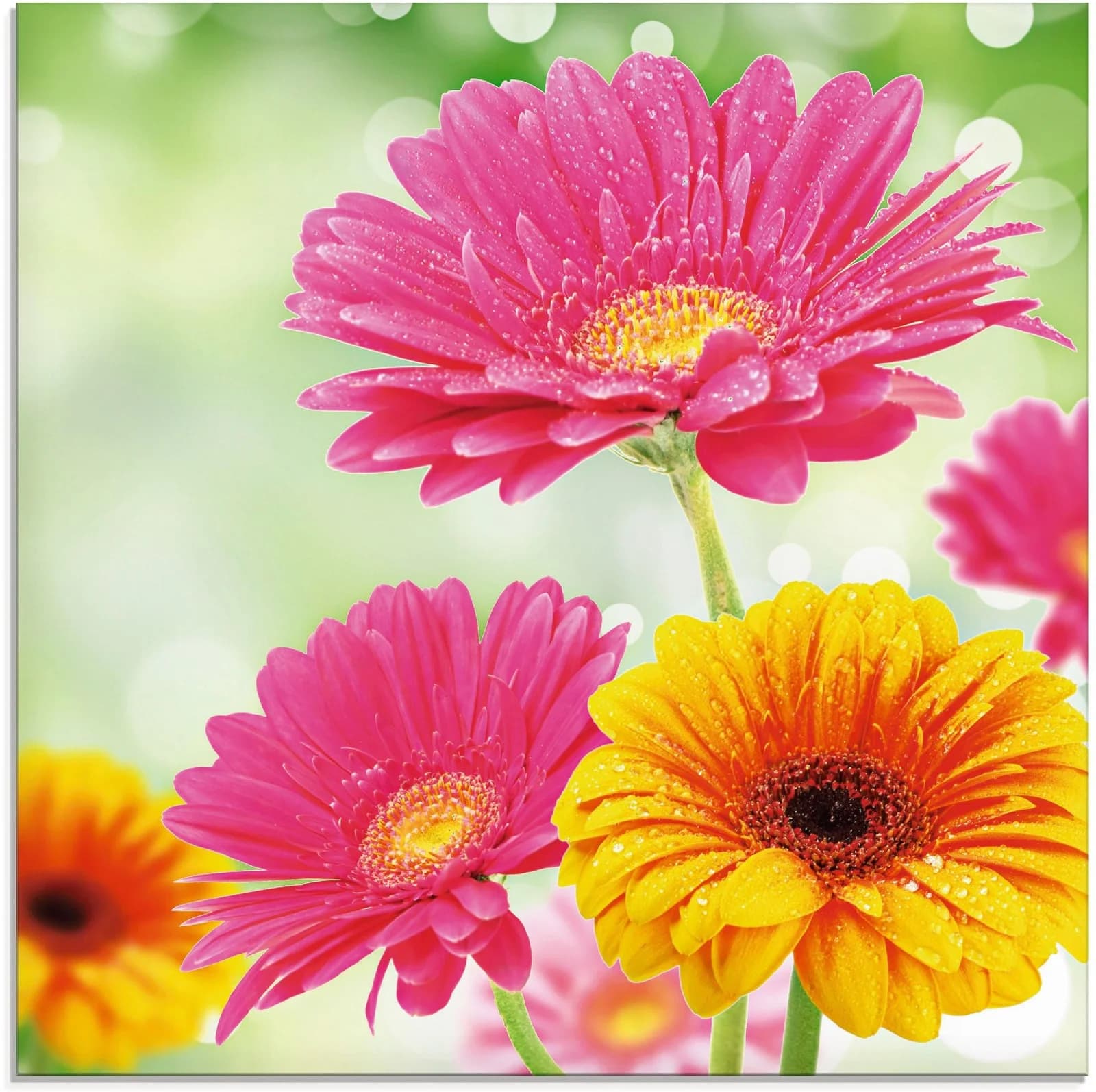 ARTLAND Glasbild Natürliche Romantik Gerberas Bunt