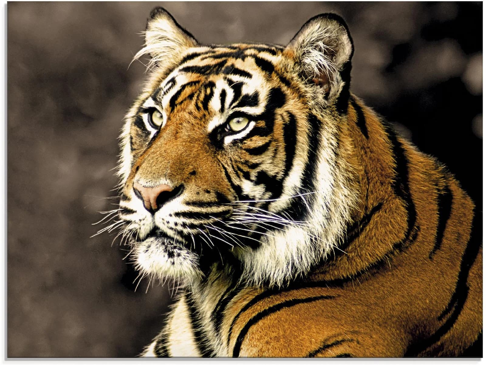 ARTLAND Glasbild Tiger_sepia Beige Braun 80x60 cm