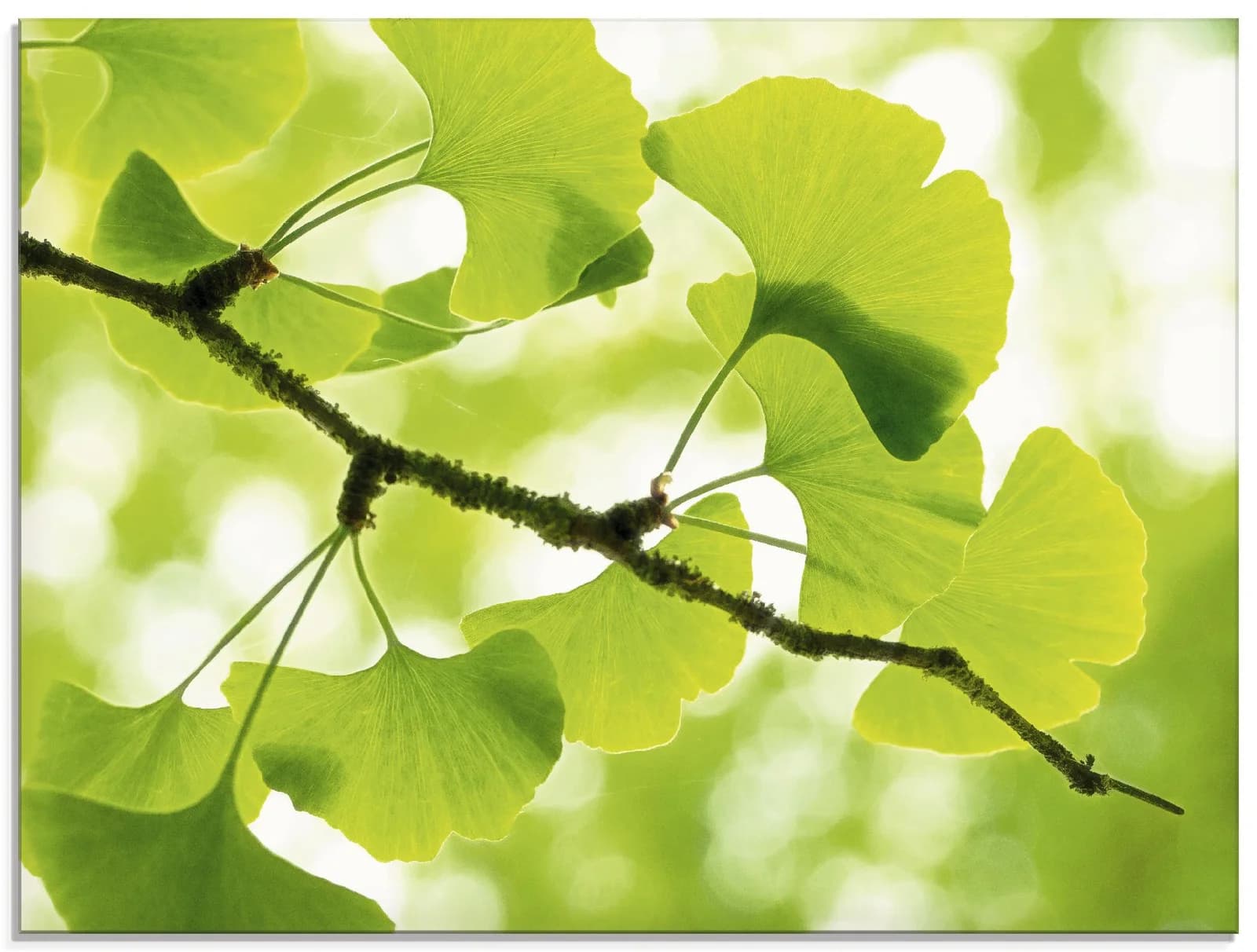 ARTLAND Glasbild Ginkgo Grün Querformat 60x45cm